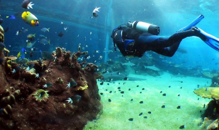 Introduzione alle immersioni dalla riva a Sharm el Sheikh