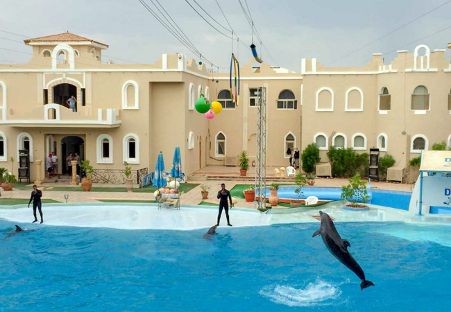 LO SPETTACOLO DEI DELFINI A SHARM EL SHEIKH