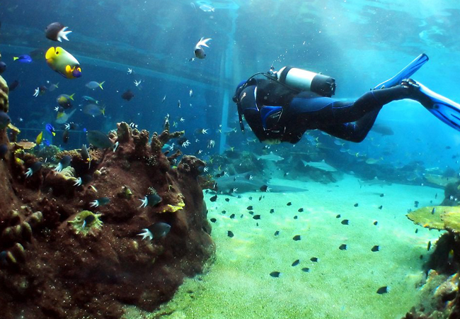 Курс дайвинга PADI «Advanced OWD» в Шарм эль Шейх
