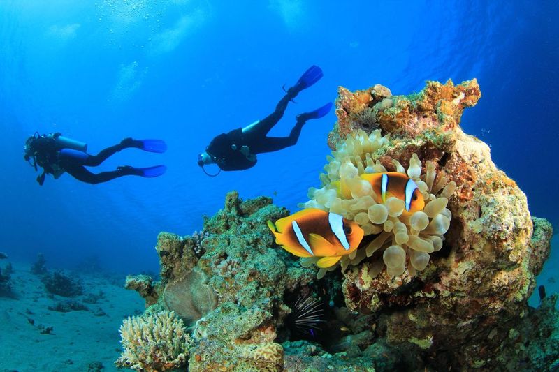 White Island & RAS MOHAMMED National Park By Boat, Red Sea
