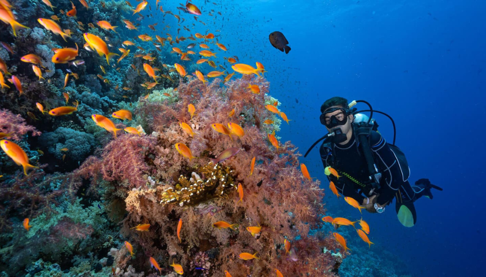 Sharm El Sheikh'te Kıyıdan Dalış Girişi