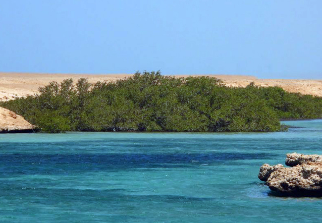 Il Parco Nazionale di Ras Mohammad via terra – Mezza giornata