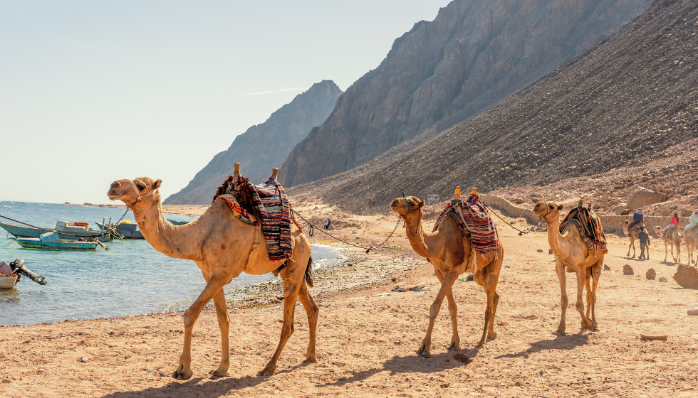 Escursione Il Buco Blu 6 in 1 saldi Da sharm el sheikh