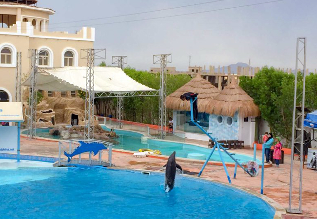 LO SPETTACOLO DEI DELFINI A SHARM EL SHEIKH