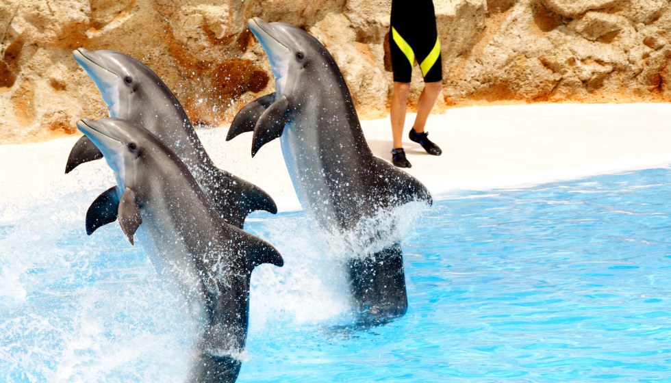 LO SPETTACOLO DEI DELFINI A SHARM EL SHEIKH